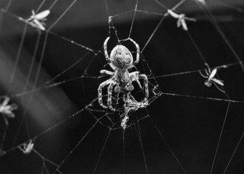 מנוע WP ומסחר אלקטרוני: יצירת חוויות קניות מקוונות חלקות