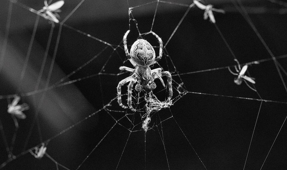 מנוע WP ומסחר אלקטרוני: יצירת חוויות קניות מקוונות חלקות