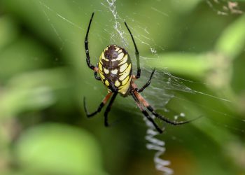 מסחר אלקטרוני ב-InMotion Hosting: בניית החנות המקוונת שלך בביטחון