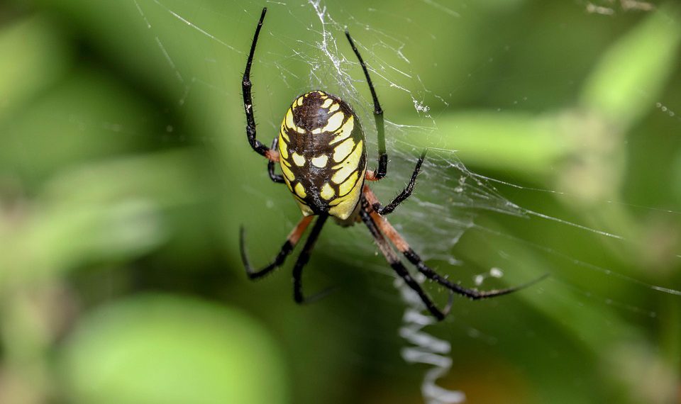 מסחר אלקטרוני ב-InMotion Hosting: בניית החנות המקוונת שלך בביטחון