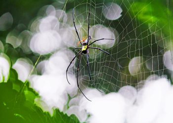 היתרונות של אחריות 30 יום להחזר כספי של InterServer