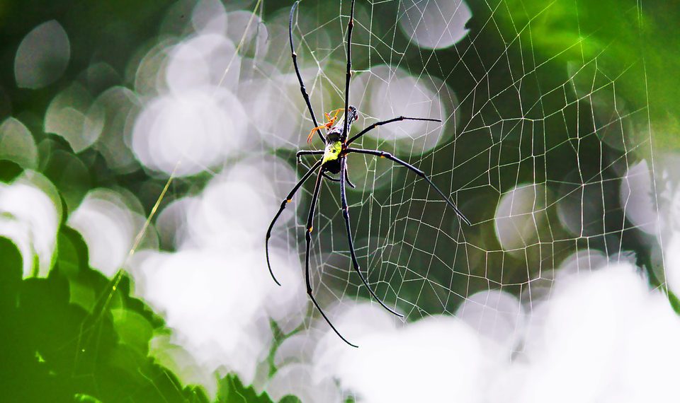 היתרונות של אחריות 30 יום להחזר כספי של InterServer