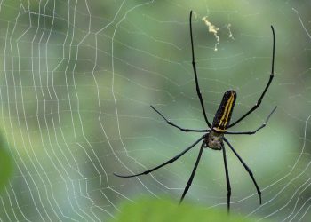 SEO ו-SiteSpeed: כיצד SiteGround יכול לשפר את הדירוג שלך