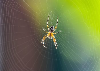 אירוח משותף של InterServer: האם זה שווה את ההשקעה?