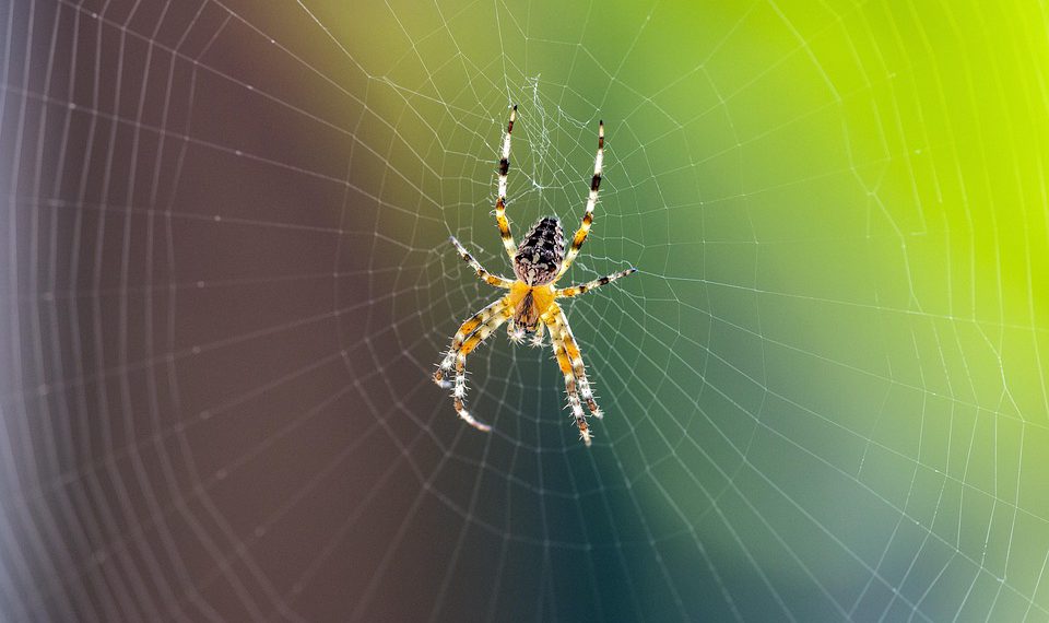 אירוח משותף של InterServer: האם זה שווה את ההשקעה?