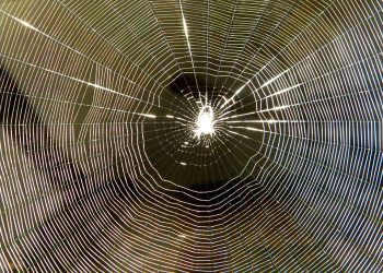 5 הסיבות המובילות לבחור ב-GreenGeeks לצרכי אירוח אתרים שלך