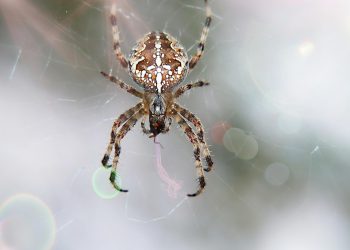 אל תהסס לשנות כל אחד מאלה כך שיתאים יותר לקהל היעד שלך או למיקוד ספציפי!