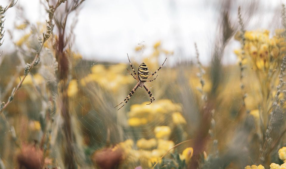 תוכנית השותפים של Hostinger: איך להרוויח תוך כדי קידום אירוח איכותי
