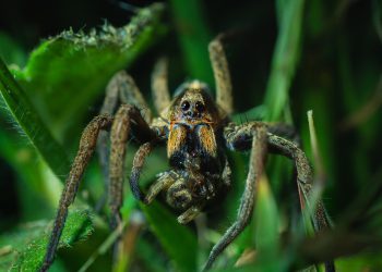 מאפס להשקה: בניית האתר שלך עם Cloudways בקל