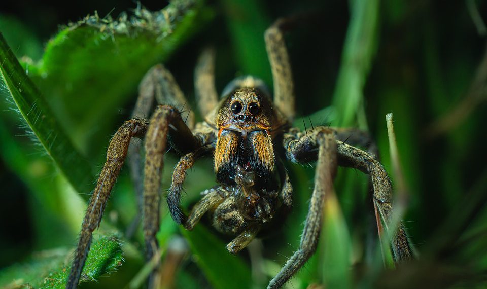 מאפס להשקה: בניית האתר שלך עם Cloudways בקל