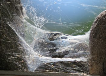 חווית משתמש חשובה: צלילה עמוקה לתוך לוח הבקרה של SiteGround