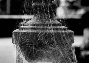 התפקיד של תמיכת לקוחות בהצלחת DreamHost: תובנות ועדויות