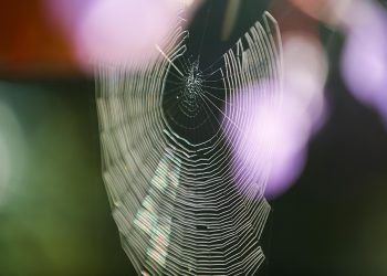 עלות האיכות: ניתוח תוכניות התמחור של SiteGround