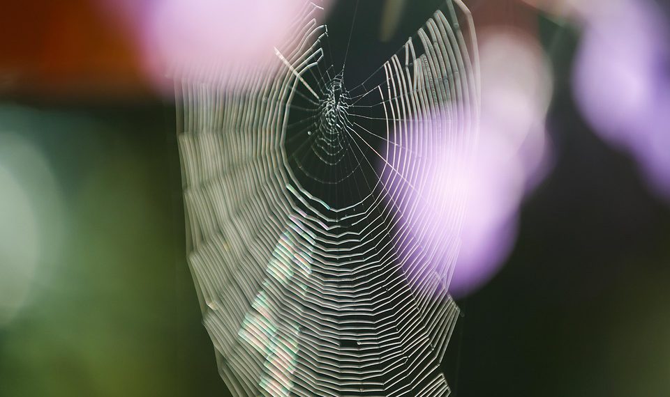 עלות האיכות: ניתוח תוכניות התמחור של SiteGround