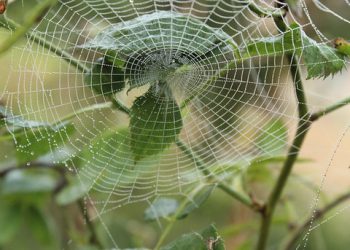 מבט מקרוב על תכונות האבטחה של A2 Hosting לשקט נפשי