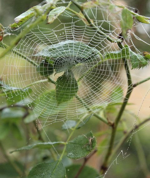 מבט מקרוב על תכונות האבטחה של A2 Hosting לשקט נפשי