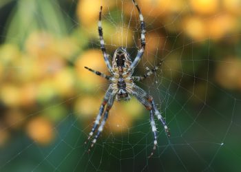 חלום בגדול: כיצד Jet Server תומך ברעיונות חדשניים בטכנולוגיה