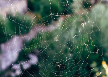 פתיחת הפוטנציאל המלא של iPage: טיפים מתקדמים למשתמשים מנוסים