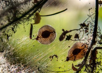 אל תהסס לשנות את ההצעות האלה כדי להתאים טוב יותר לקהל שלך או להתמקד בנושא ספציפי!